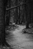 Avalanche Creek Trail #1